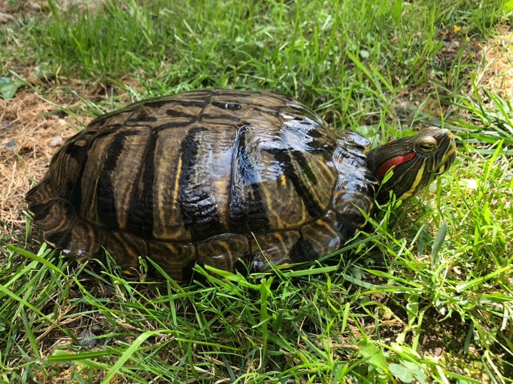 Entlaufende Schildkröte im Sommer 2019 - ist wieder Zuhause